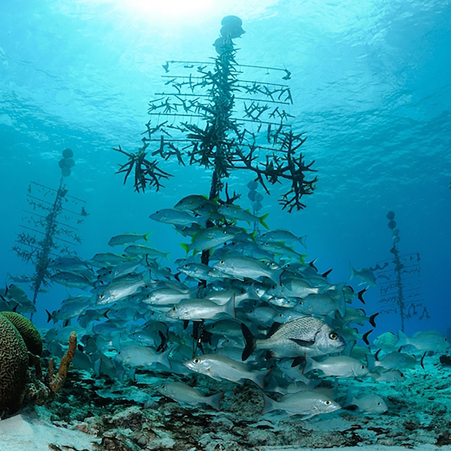 coral tree