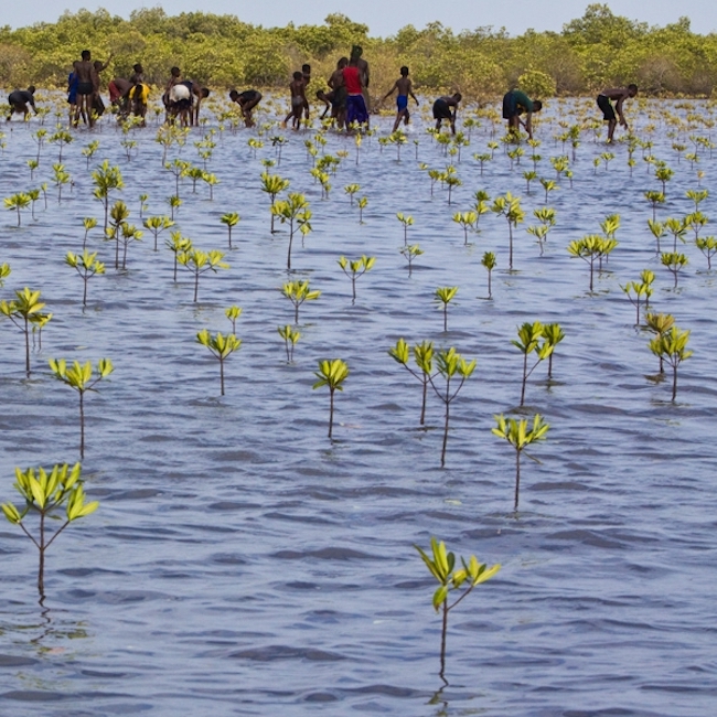 planting mangroves