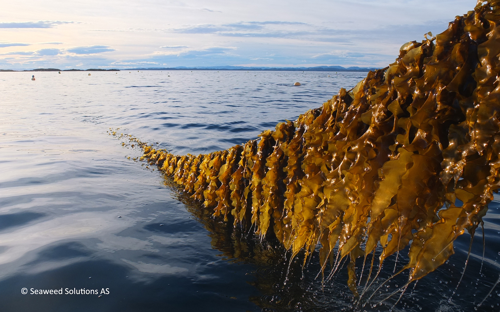 seaweed harvest