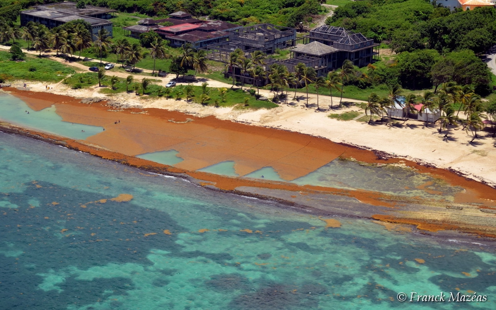 sargassum