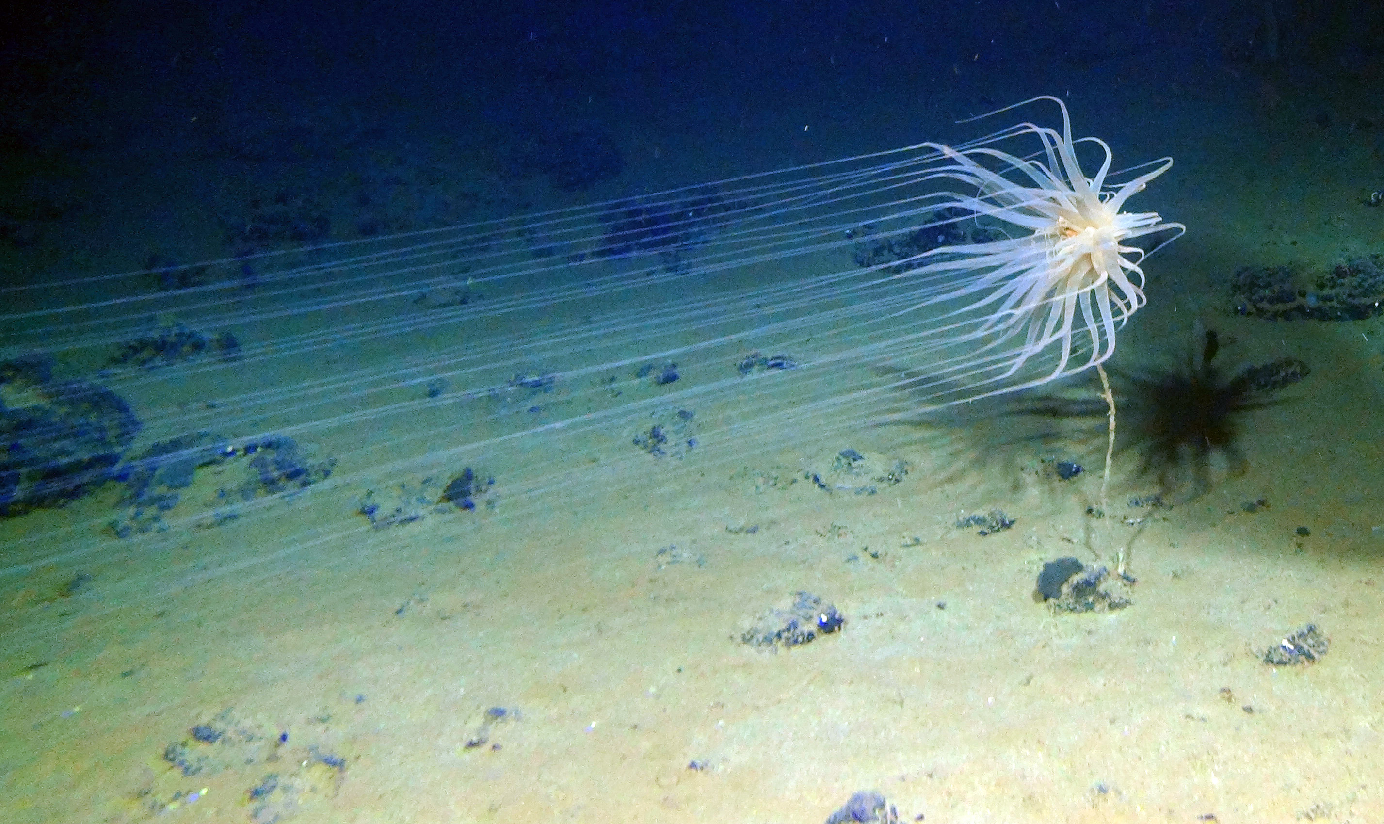 cerianthid