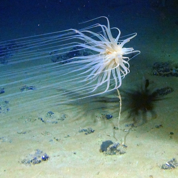 cerianthid