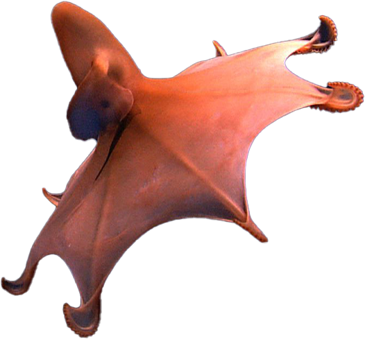 vampire squid