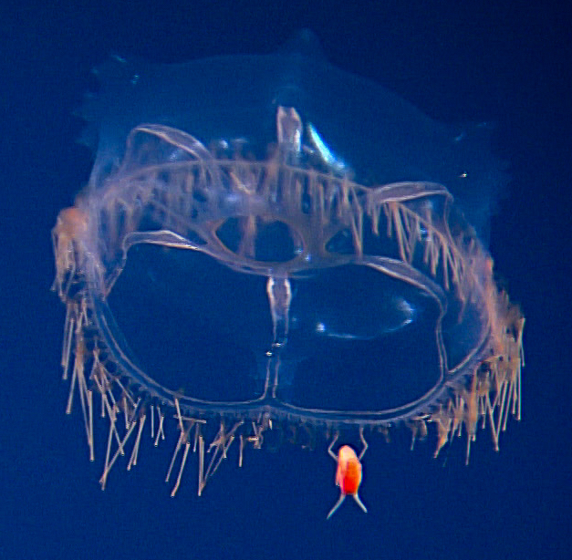 say no to deep sea mining