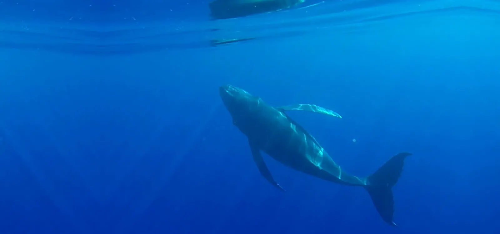 young whale off Tetiaroa atoll