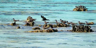 seabirds in the tetiaroa lagoon