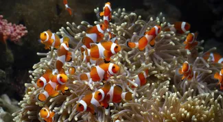 clown fish and anemone