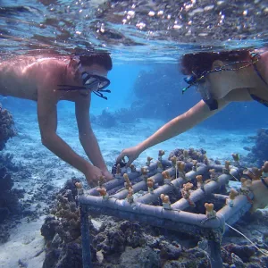 growing corals in the lagoon