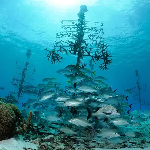 coral tree project