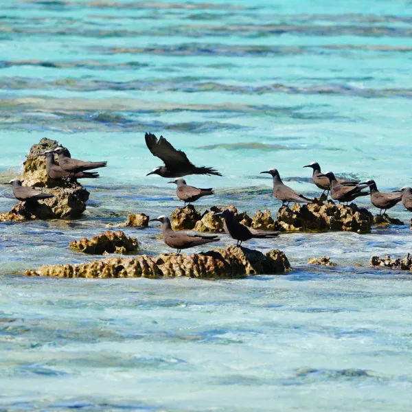 seabirds in the tetiaroa lagoon