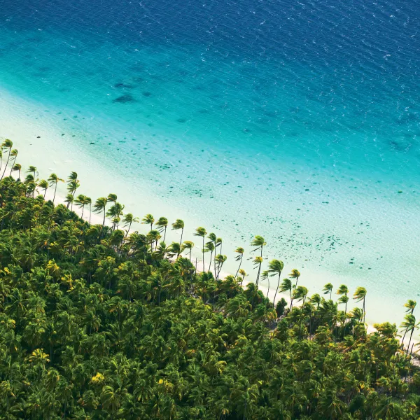 Atoll coconuts