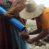 Improved seaweed farming for women’s empowerment, livelihoods and environmental protection - Tanzania